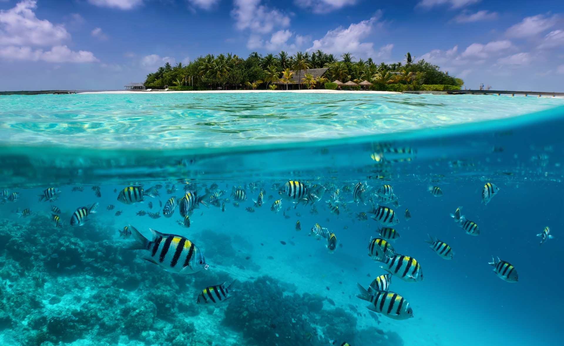biodiversidad-podcast-conservacion-proteccion-medioambiente-planeta-cuidado-mar-peces-oceano-playa-turismo-viaje-