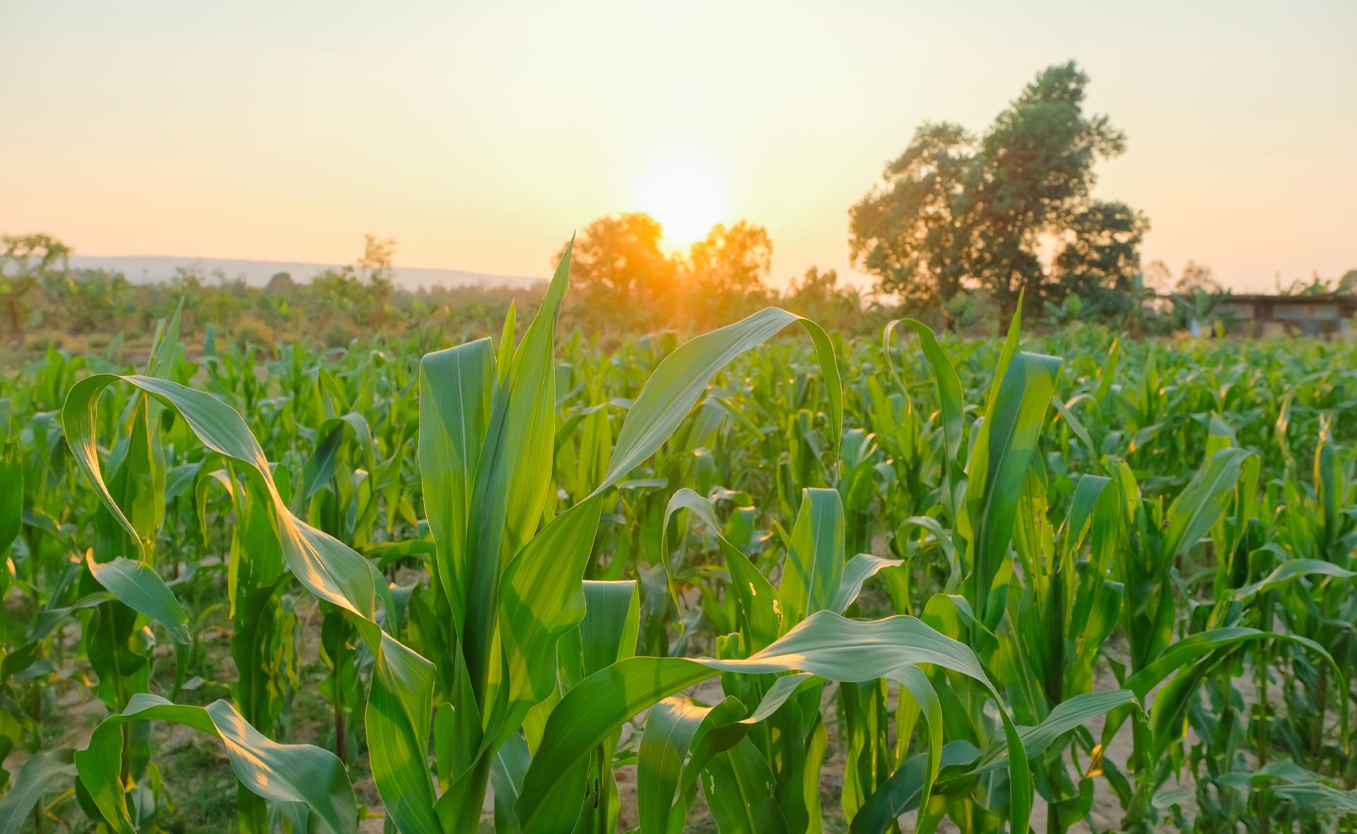 BBVA-naturaleza-campo-biocombustibles-repostar-energia-sostenible