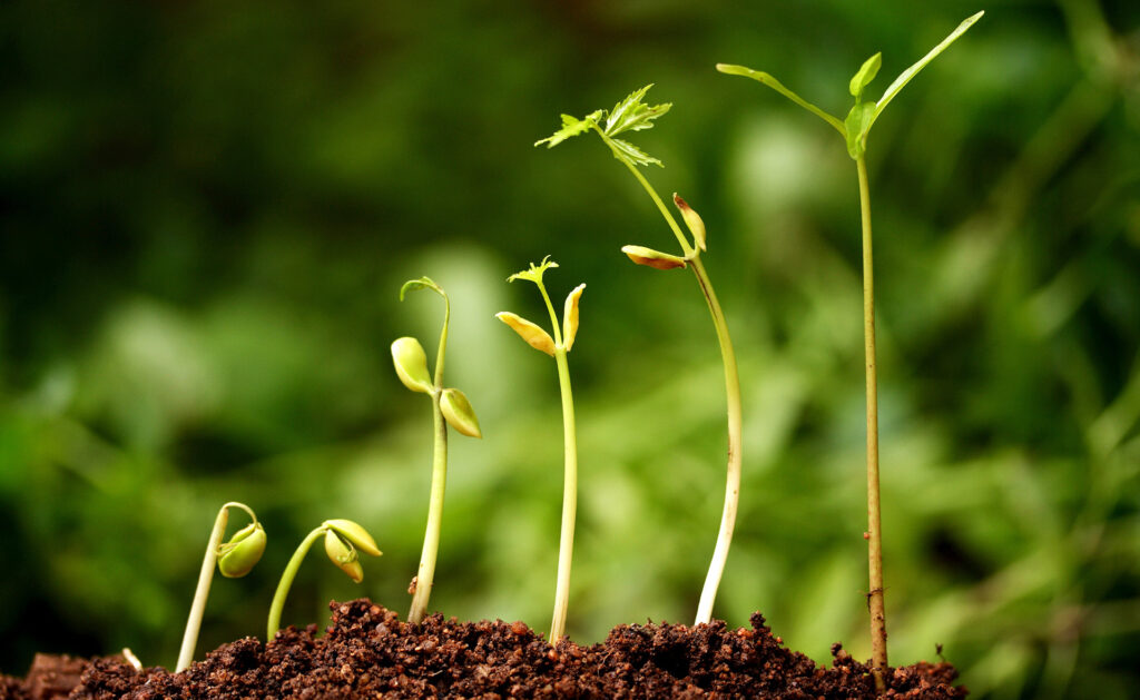 Sostenibilidad hierba planta verde crecimiento sostenibilidad progreso tierra Fotografía de briznas en crecimiento