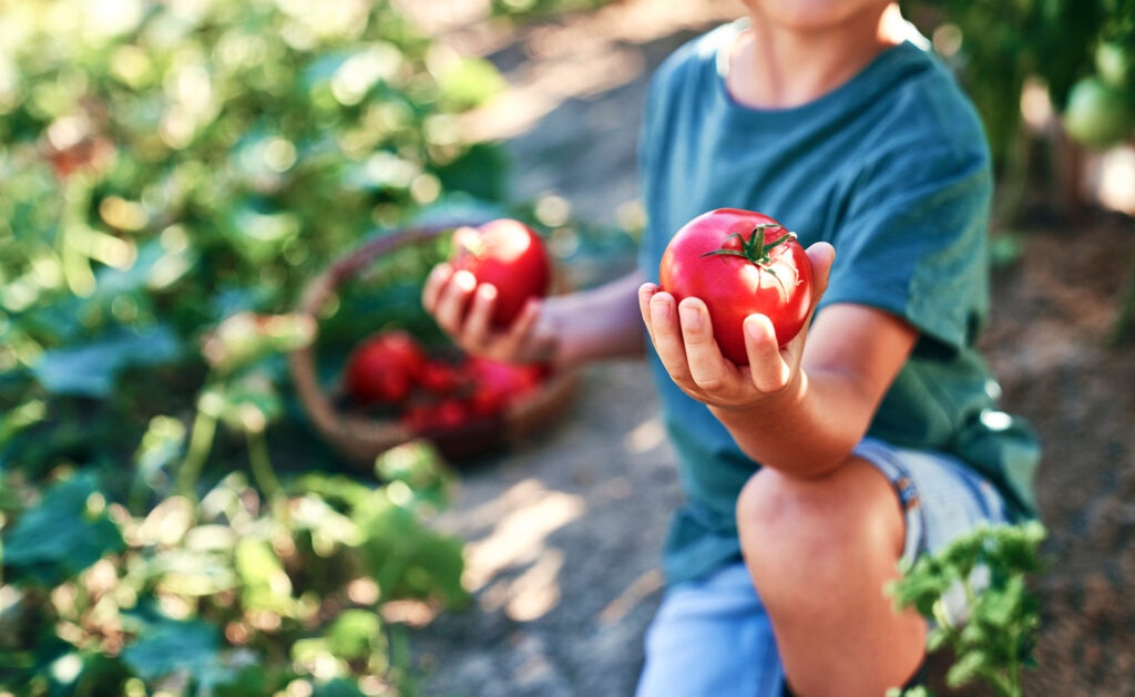 BBVA-cultivo-tomates-gastronomia-sostenibilidad-huerto BBVA-cultivo-tomates-gastronomia-sostenibilidad-huerto