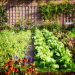 BBVA-cultivo-tomates-huerto-sostenible-gastronomia-renovable-alimentos-ricos-