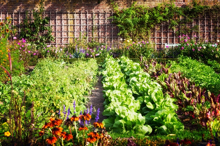 BBVA-cultivo-tomates-huerto-sostenible-gastronomia-renovable-alimentos-ricos- BBVA-cultivo-tomates-huerto-sostenible-gastronomia-renovable-alimentos-ricos-