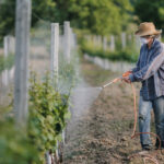 BBVA-horticultura-sostenibilidad-agricultura-alimentacion