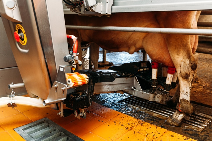 BBVA-ordeño-robotizado-animales-vacas-ganaderia-rebaño