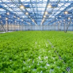 BBVA-sostenibilidad-horticultura-agricultura-alimentacion