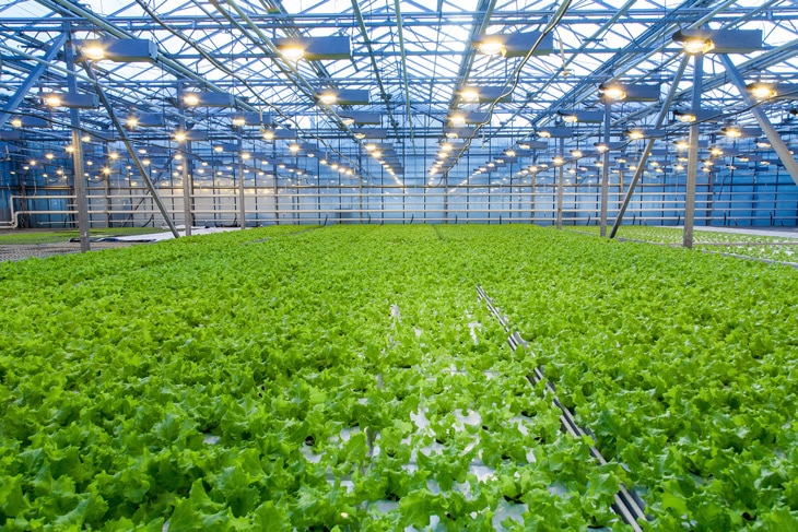 BBVA-sostenibilidad-horticultura-agricultura-alimentacion BBVA-sostenibilidad-horticultura-agricultura-alimentacion