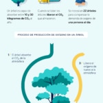 Importancia-arboles-co2-bbva-sostenibilidad