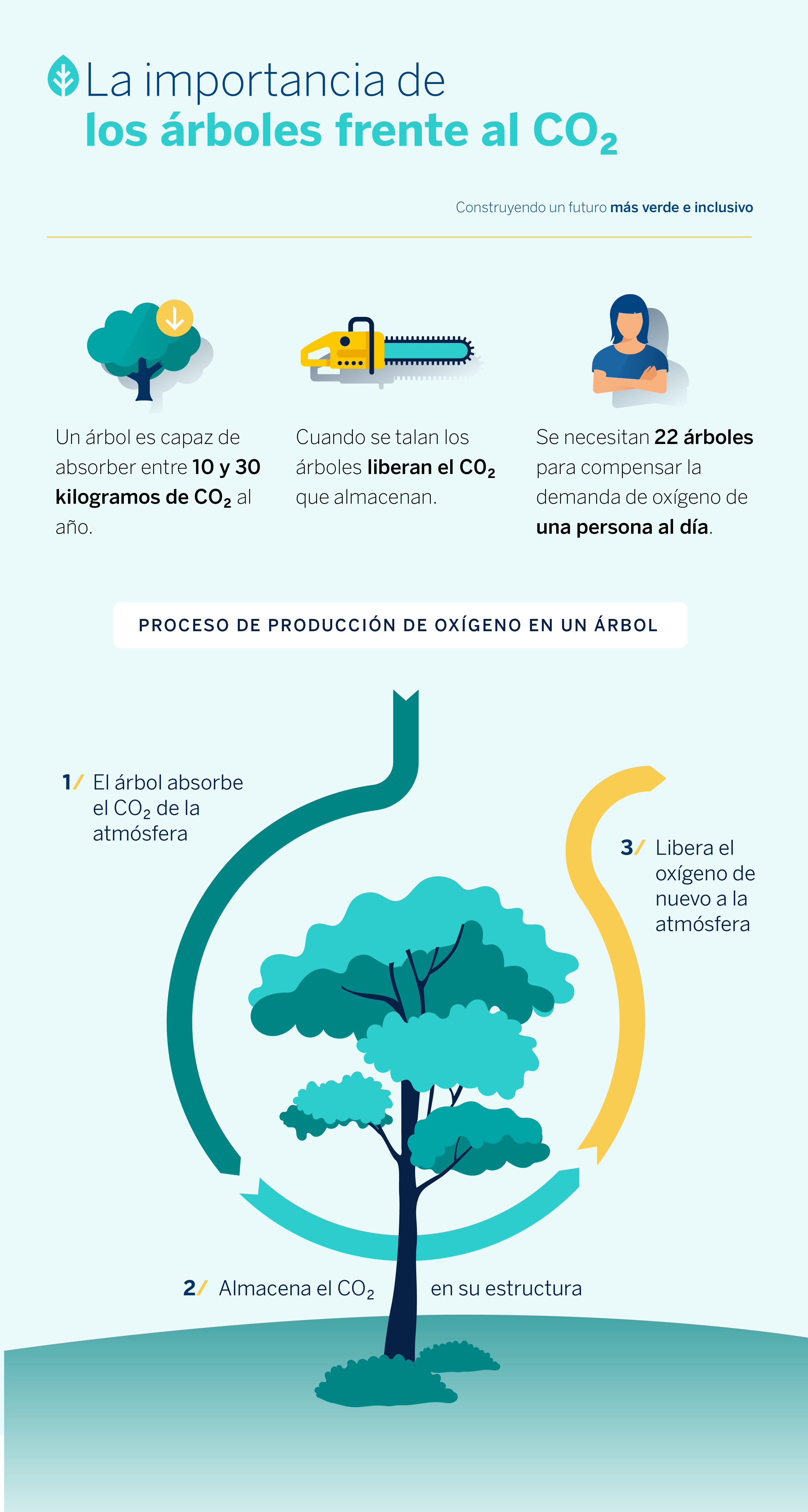 Importancia-arboles-co2-bbva-sostenibilidad Importancia-arboles-co2-bbva-sostenibilidad