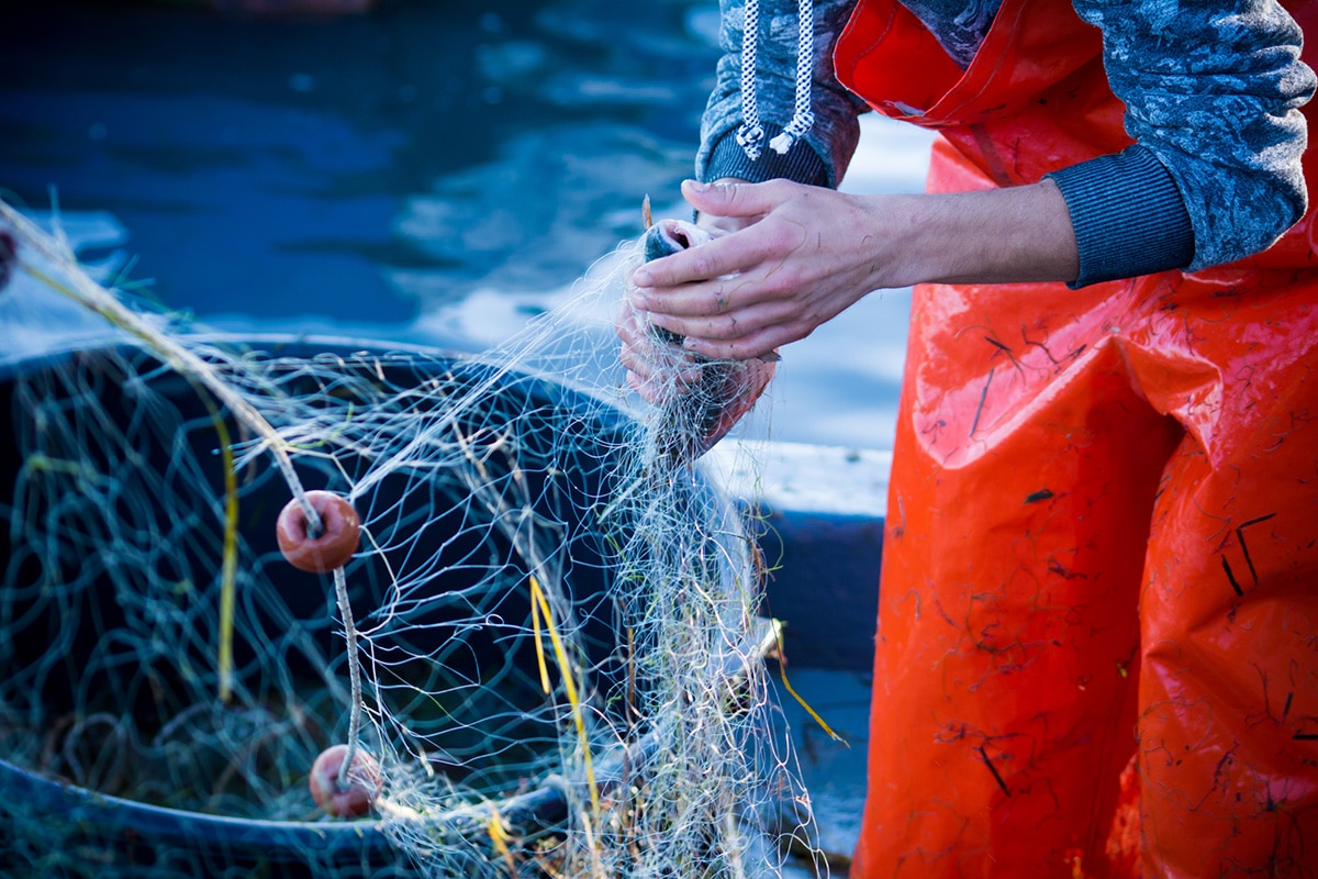 Qué es la pesca sostenible Qué es la pesca sostenible
