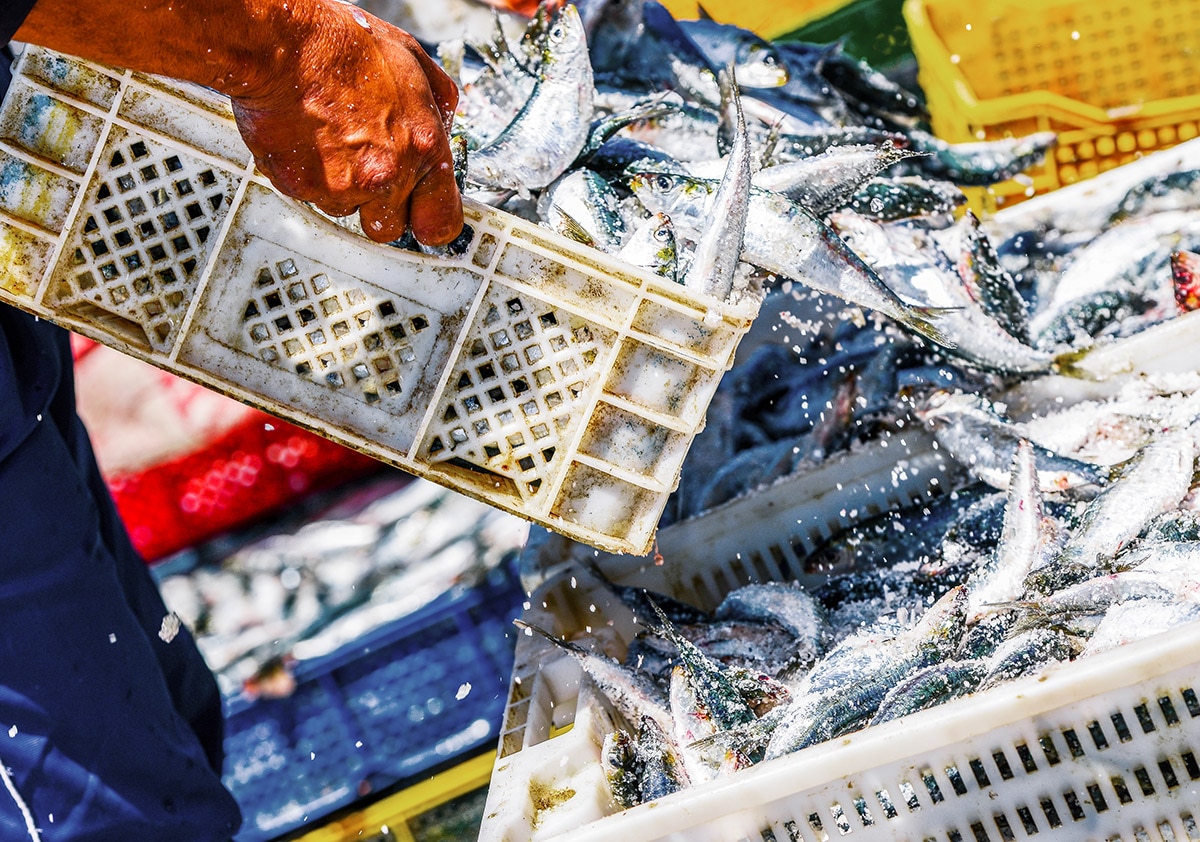 Pesca sostenible Pesca sostenible