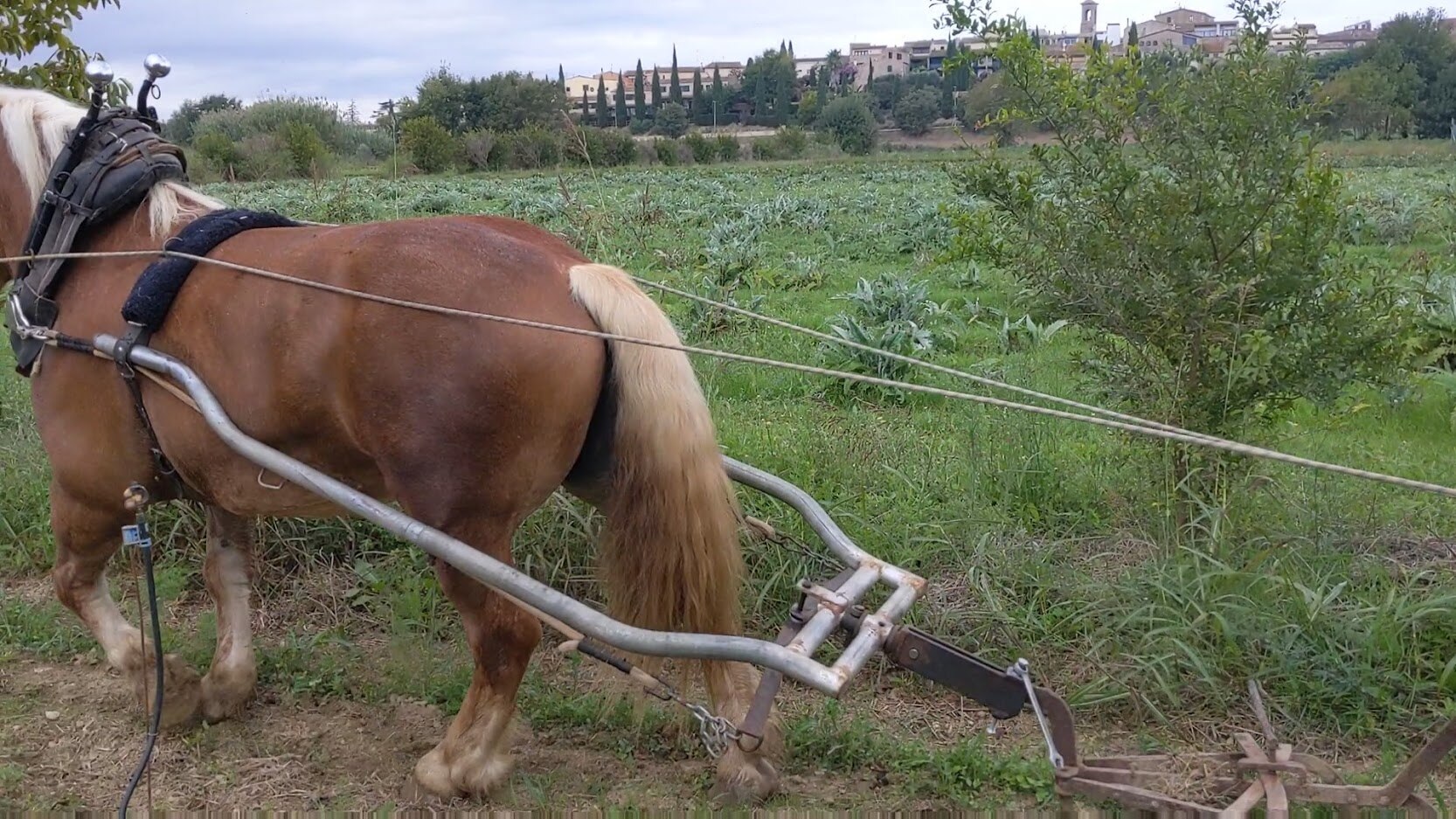 cesta-junio-gastronomia-sostenible-bbva-celler-remolacha-cebolla cesta-junio-gastronomia-sostenible-bbva-celler-remolacha-cebolla
