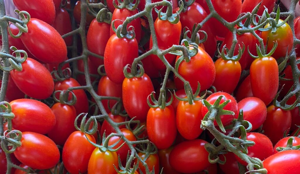 cesta-junio-gastronomia-sostenible-bbva-celler-tomate