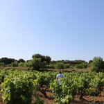 cesta-junio-gastronomia-sostenible-bbva-celler-vino-la-casilla