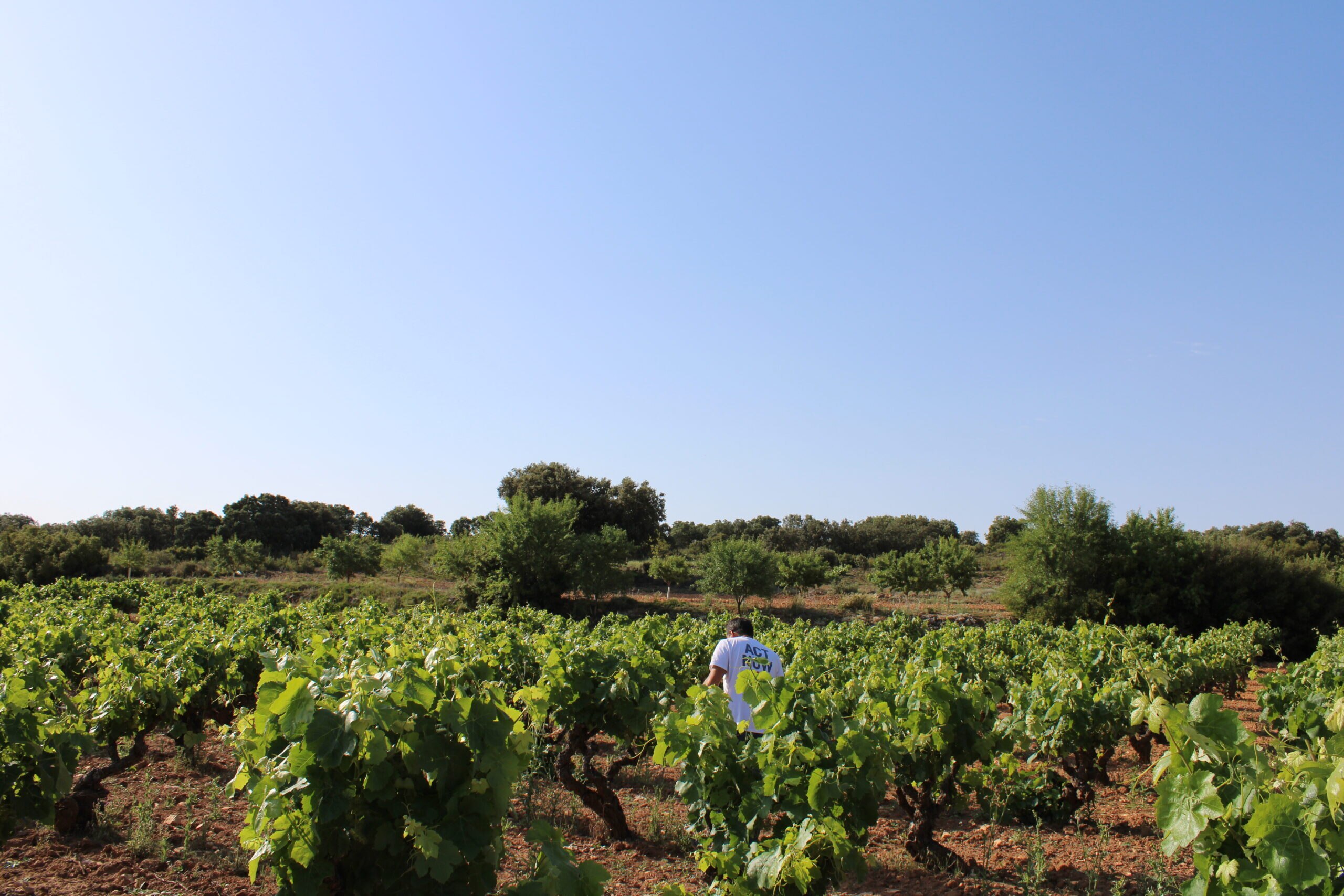 cesta-junio-gastronomia-sostenible-bbva-celler-vino-la-casilla cesta-junio-gastronomia-sostenible-bbva-celler-vino-la-casilla