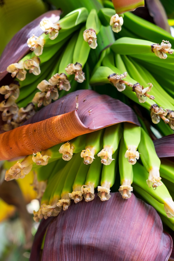 BBVA-Celler-Producto-Julio-Platano-de-Canarias-gastronomia-sostenible BBVA-Celler-Producto-Julio-Platano-de-Canarias-gastronomia-sostenible