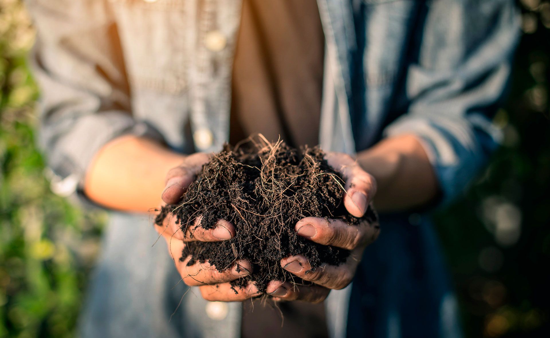 Qué es el compost y cuáles son sus fases? El poder del suelo vivo
