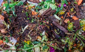 BBVA-compost-suelo_vivo-Fase_termofila
