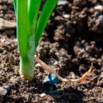 BBVA-sostenible_compost_fases-suelo_vivo-planta