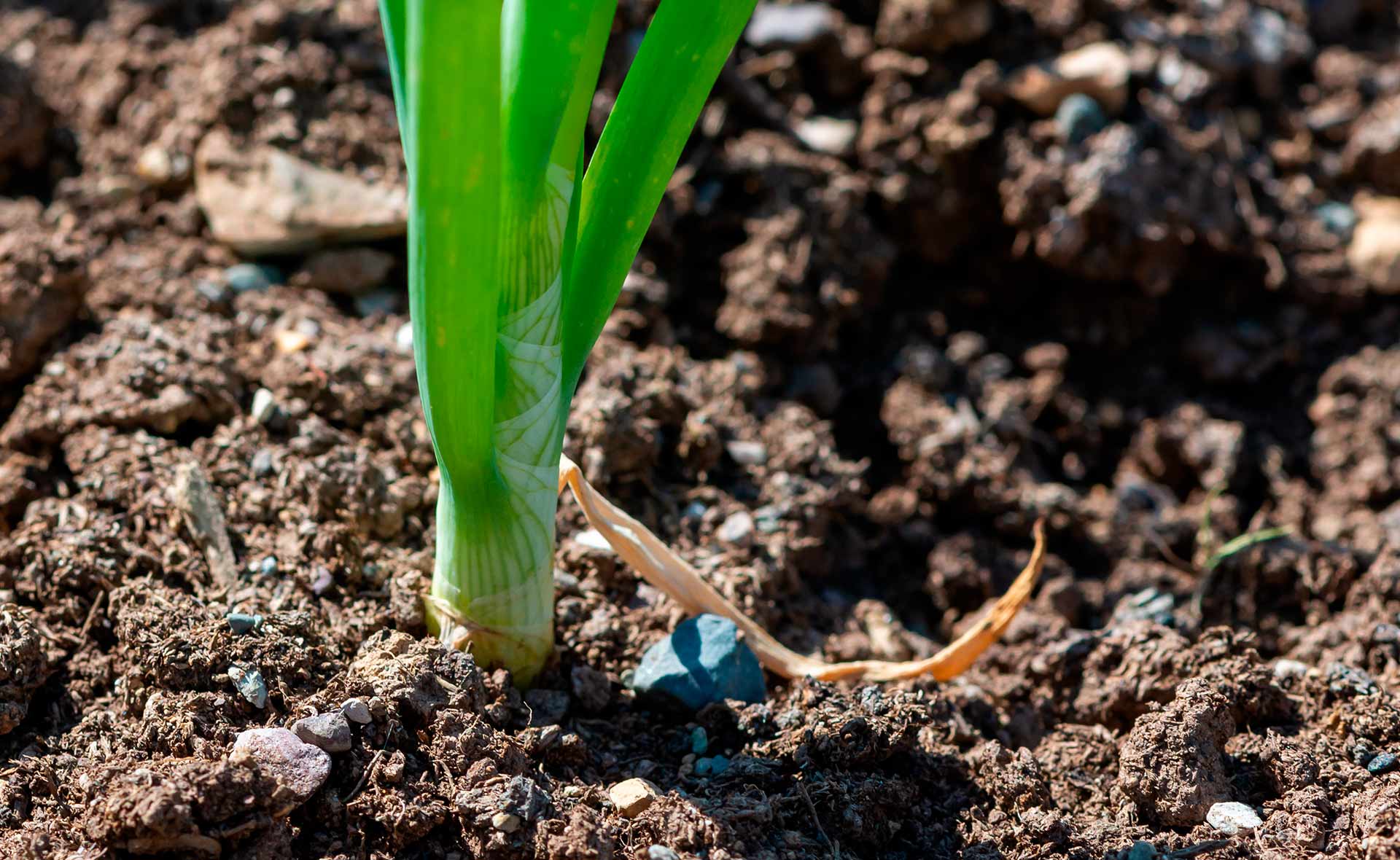 BBVA-sostenible_compost_fases-suelo_vivo-planta