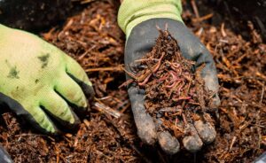 BBVA-compost_tierra-fases-suelo_vivo-Segunda_fase_mesofila-sostenibilidad