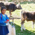 BBVA-Podcast-Yachay-profe-niña-vaca-ganaderia-educacion