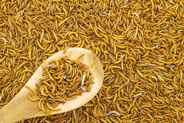 BBVA-alimentos-futuro-procesos-comida-cuidado-planeta-sostenibilidad-insectos-microalgas- BBVA-alimentos-futuro-procesos-comida-cuidado-planeta-sostenibilidad-insectos-microalgas-