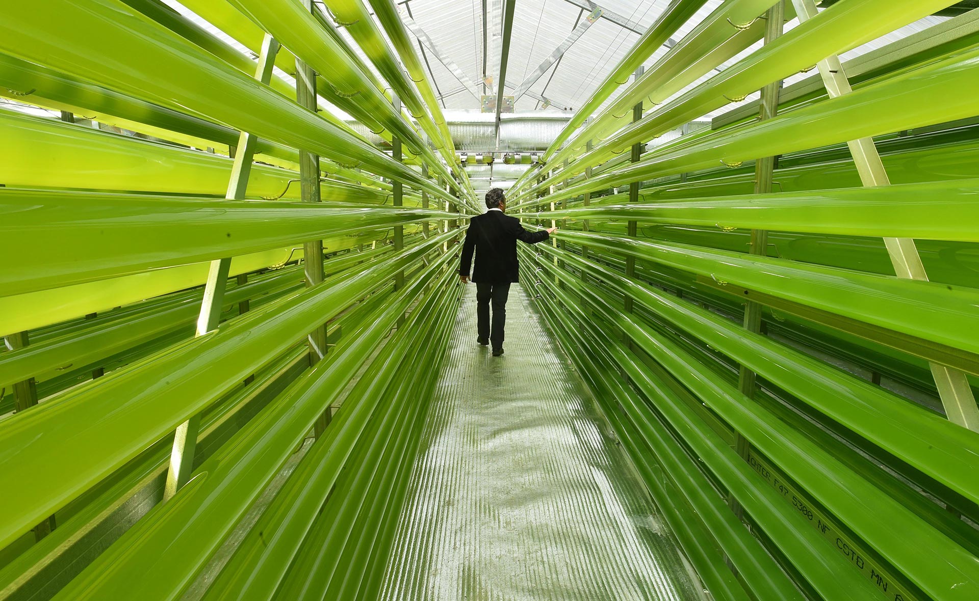 BBVA-procesos-alimentos-sostenibilidad-futuro-microalgas-comida-carne-gastronomia BBVA-procesos-alimentos-sostenibilidad-futuro-microalgas-comida-carne-gastronomia