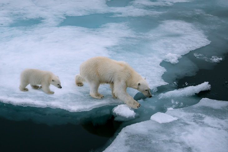BBVA-cambio-climatico-artico-oso-polar-sostenibilidad-planeta-cuidado-artico BBVA-cambio-climatico-artico-oso-polar-sostenibilidad-planeta-cuidado-artico