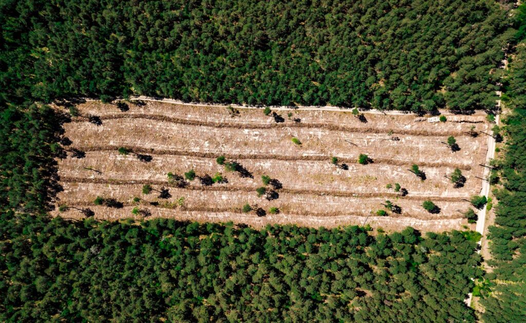 BBVA-deforestacion-sostenibilidad-actividad-humana-campo-naturaleza-destruccion-tierra BBVA-deforestacion-sostenibilidad-actividad-humana-campo-naturaleza-destruccion-tierra