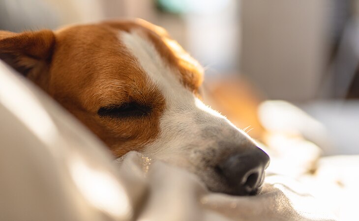 Ahorrar en los gastos de las mascotas de la casa es posible con estos consejos Ahorrar en los gastos de las mascotas de la casa es posible con estos consejos