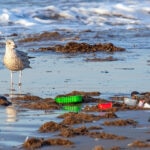 La enfermedad del plástico ya tiene nombre: plasticosis