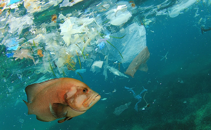 La enfermedad del plástico ya tiene nombre: plasticosis