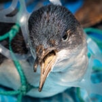 La enfermedad del plástico ya tiene nombre: plasticosis