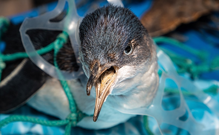 La enfermedad del plástico ya tiene nombre: plasticosis