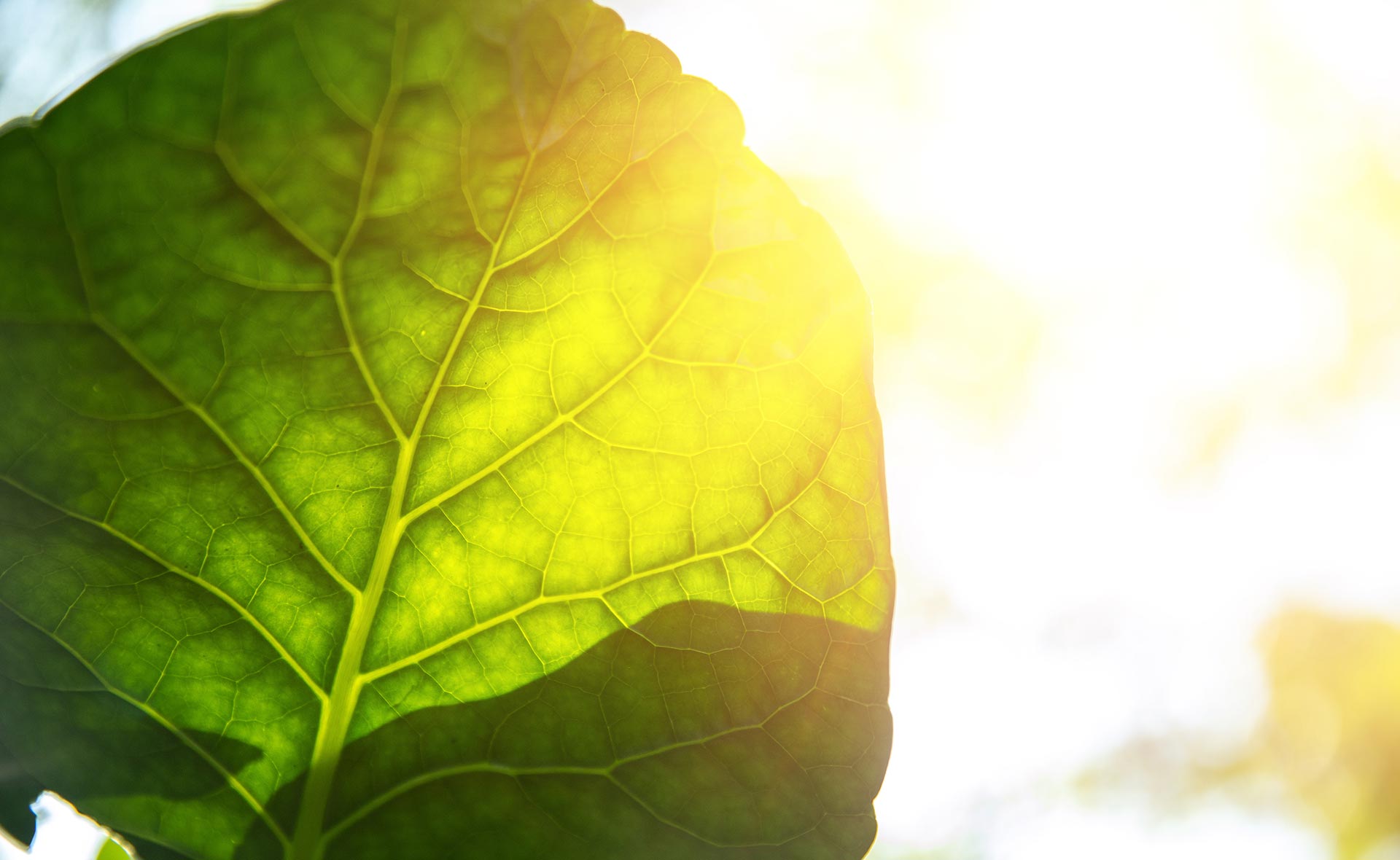 Podcast Futuro Sostenible: El capital natural, un concepto vital para consumidores y empresas