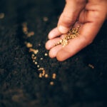 BBVA-sostenibilidad-agricultura-siembra-directa-indirecta