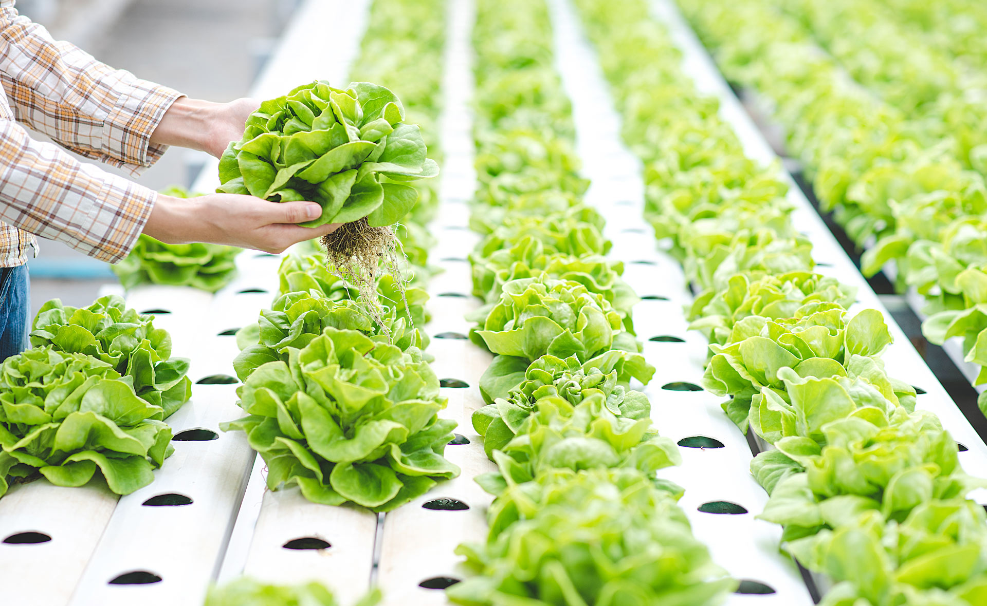 productos_100%-organicos_sostenibilidad-BBVA productos_100%-organicos_sostenibilidad-BBVA