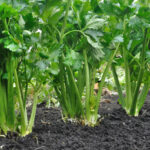sostenibilidad-BBVA-siembra-directa-indirecta-agricultura