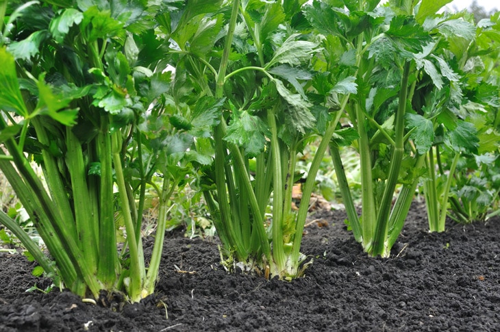 sostenibilidad-BBVA-siembra-directa-indirecta-agricultura sostenibilidad-BBVA-siembra-directa-indirecta-agricultura