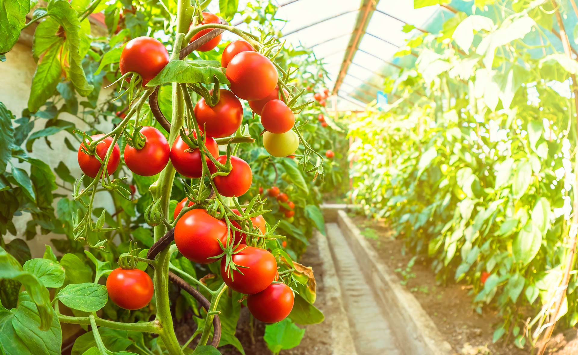 Cómo hacer un invernadero casero y cultivar tus propios alimentos