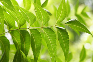 Azadiractina-insecticidas-sostenibilidad-bbva