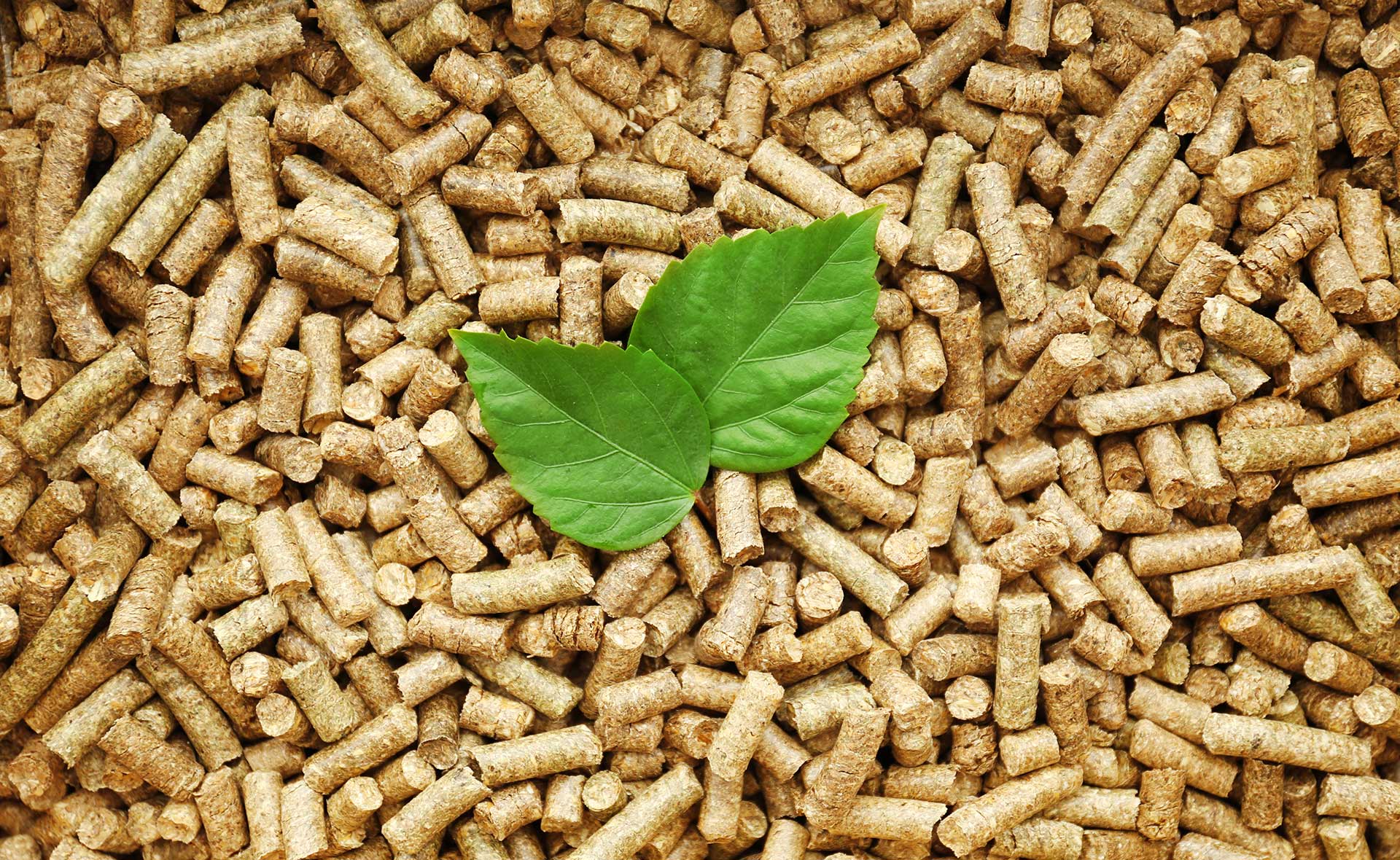 BBVA-biomasa-sostenibilidad-tierra-cultivo