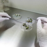 BBVA-biotecnología-agrícola-sostenibilidad-cultivo-agricultura-ciencia-laboratorio-investigacion