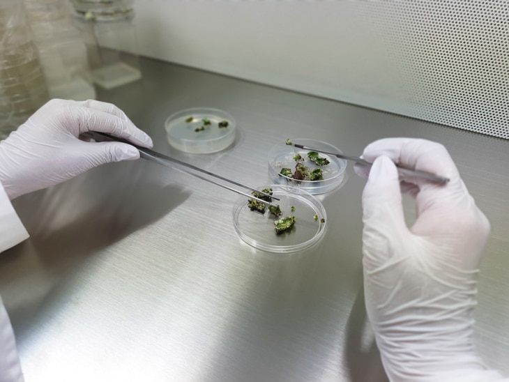BBVA-biotecnología-agrícola-sostenibilidad-cultivo-agricultura-ciencia-laboratorio-investigacion