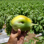 BBVA-biotecnología-agrícola-sostenibilidad-terreno-tierra-agricultura-cultivos-alimentos-naturales
