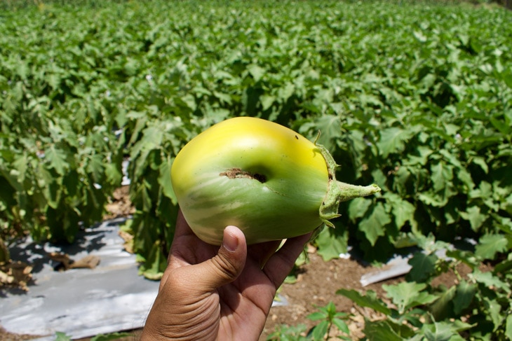 BBVA-biotecnología-agrícola-sostenibilidad-terreno-tierra-agricultura-cultivos-alimentos-naturales