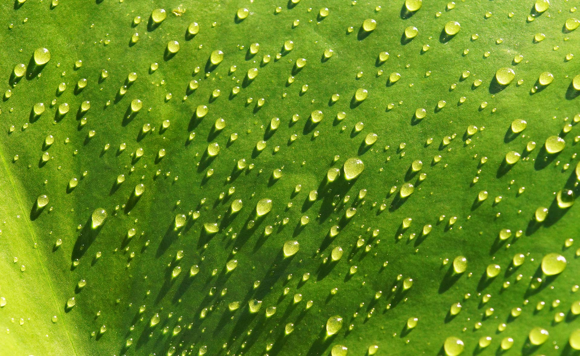 BBVA-insecticidas-organicos-sostenibilidad