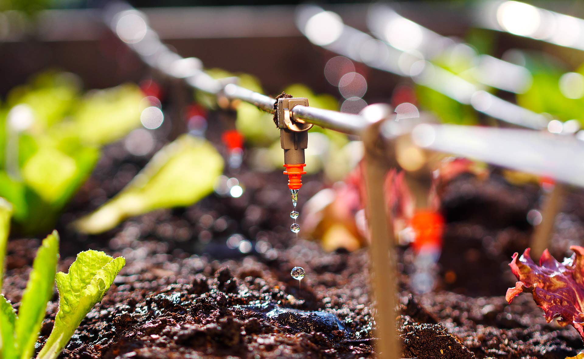 BBVA_Nuevas_tecnologias_riego_eficientes-agua-medioambiente-sostenibilidad-cuidado-cultivos-proteccion-bienes BBVA_Nuevas_tecnologias_riego_eficientes-agua-medioambiente-sostenibilidad-cuidado-cultivos-proteccion-bienes