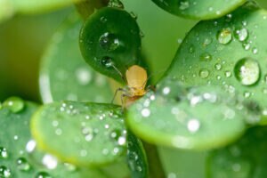 Gelatina-disuelta-insecticidas-organicos-bbva-sostenibilidad