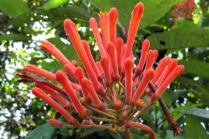 Quassia-amara-casia-sostenibilidad-insecticida-bbva